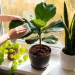 How to clean off your indoor plants